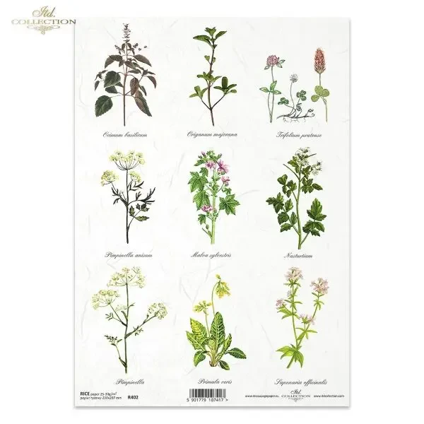 zielnik-itdcollection.webp