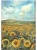 papier-ryzowy-stamperia-zestaw-sunflower (5).webp